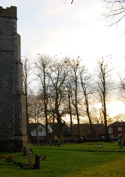 cropstpeterscrows72web