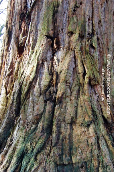 giantredwood72web