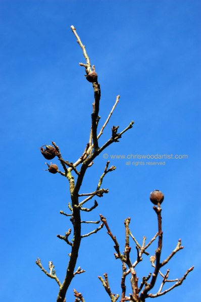 medlars72webflatcopy