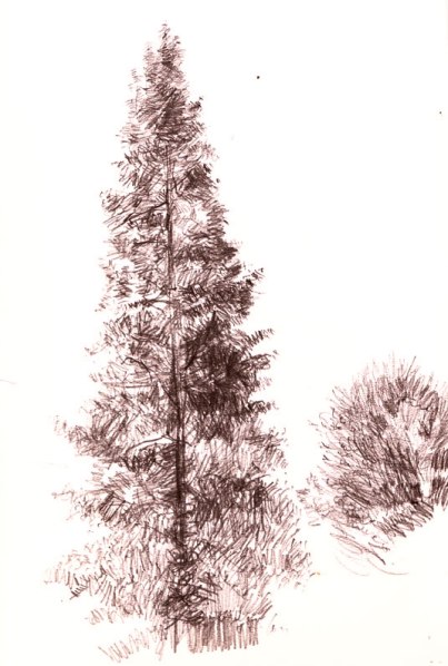 stanstedconiferred72